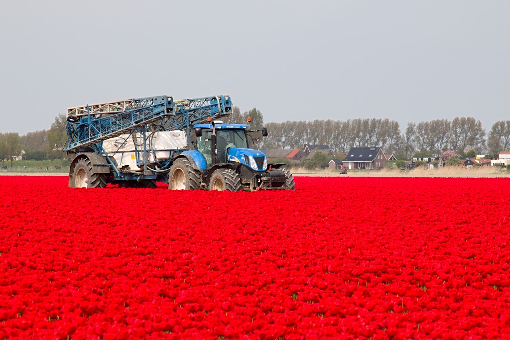 tulp tulpen tulipa natuur hdr tulpenbol liliaceae flora bloem bloemen voorjaar lente tulpenfestival keukenhof festival